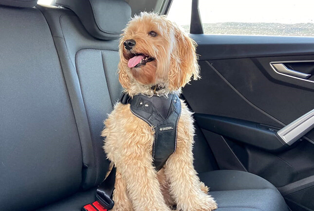 Sherpa Crash Tested Dog Harnesses